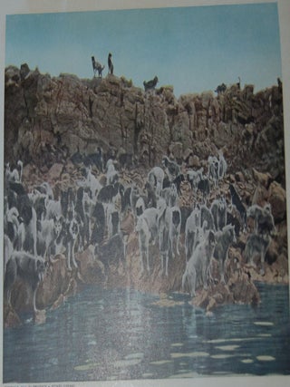THE NORTH POLE; Its discovery in 1909 under the auspices of the Peary Arctic Club with an introduction by Theodore Roosevelt, with a foreword by Gilbert H. Grosvenor.
